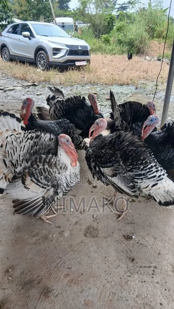 Mature Hybrid Turkeys for Sale · Photo 1