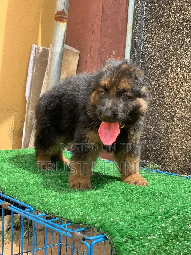 1-3 months Male Purebred Caucasian Shepherd · Photo 1