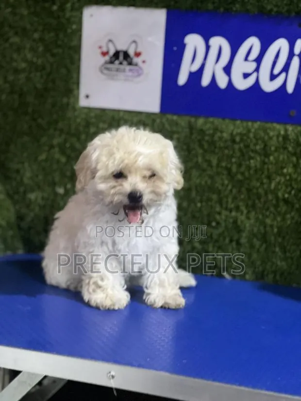 1-3 months Female Purebred Poodle · Photo 1