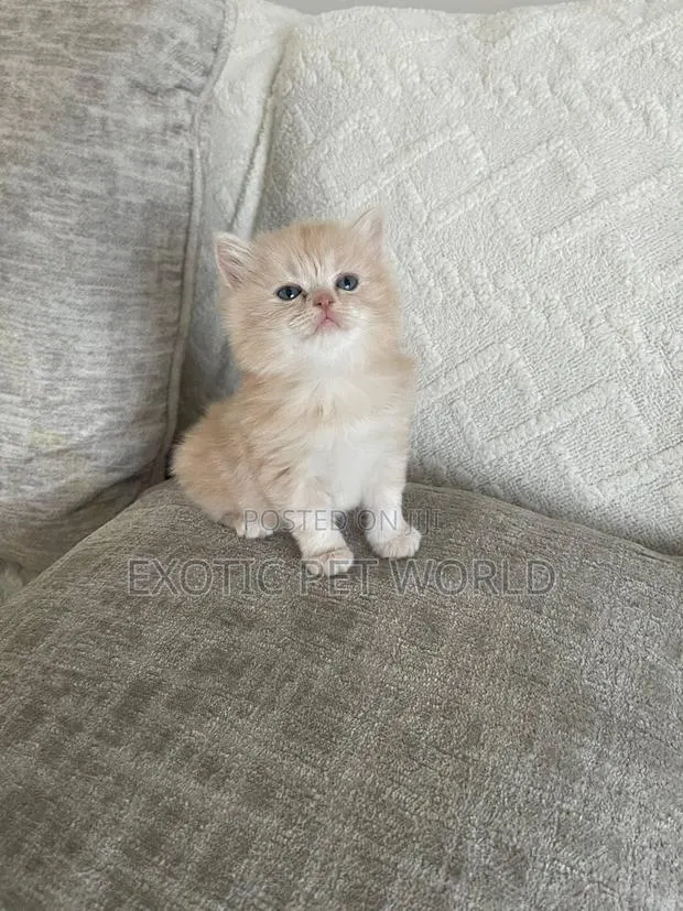 1-3 months Female Purebred Persian · Photo 1