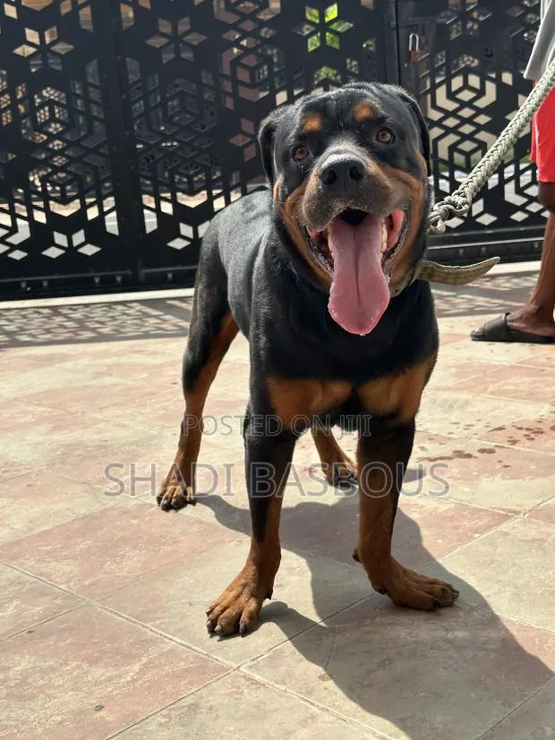 1+ year Male Purebred Rottweiler · Photo 1