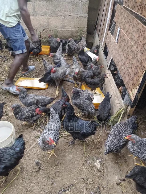 Chicken Available for Sale · Photo 1