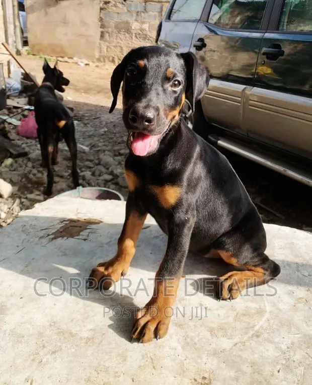 1-3 months Male Purebred Doberman Pinscher · Photo 1