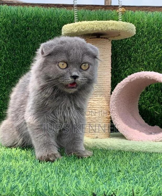 1-3 months Male Purebred Scottish Fold · Photo 1