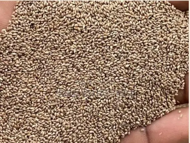 Fonio(Digitaria Exilis)Seeds For Planting, 1kg / 70gh · Photo 2