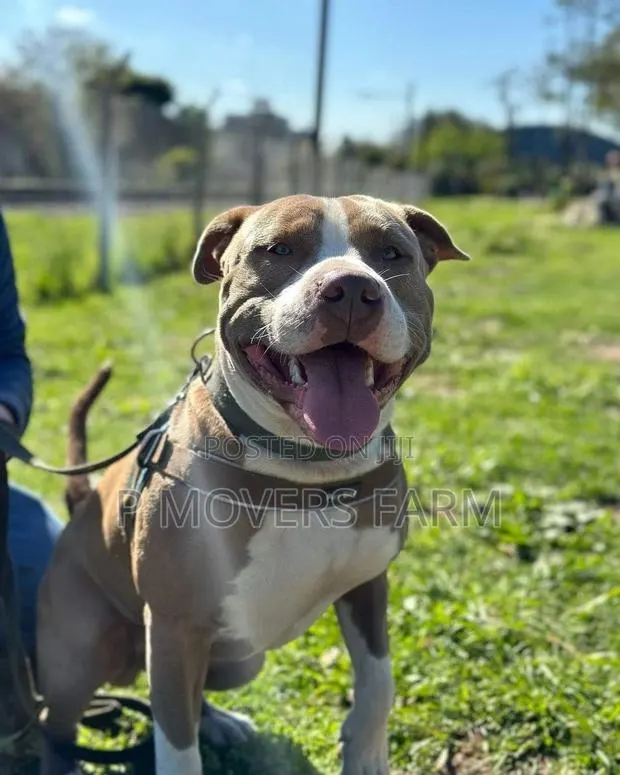 3-6 months Male Purebred American Pit Bull Terrier · Photo 1