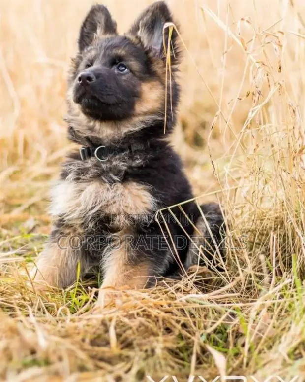1-3 months Male Purebred German Shepherd · Photo 1