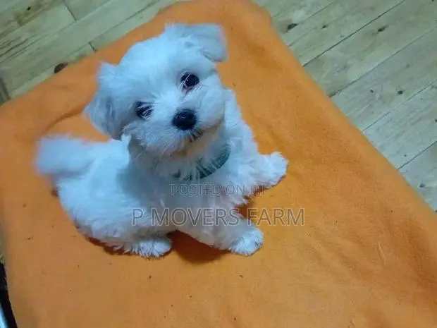 1-3 months Male Purebred Maltese · Photo 1