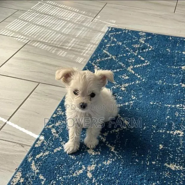1-3 months Male Purebred Poodle · Photo 1