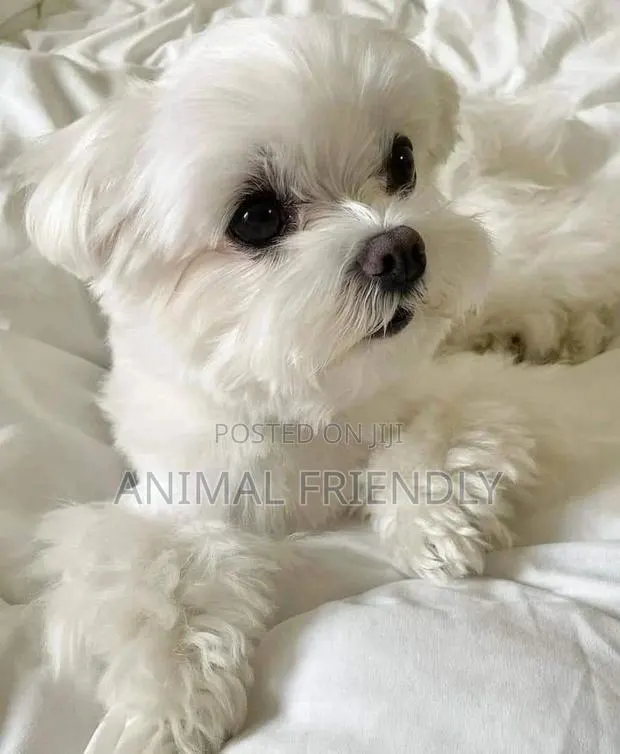 1-3 months Male Purebred Maltese · Photo 1