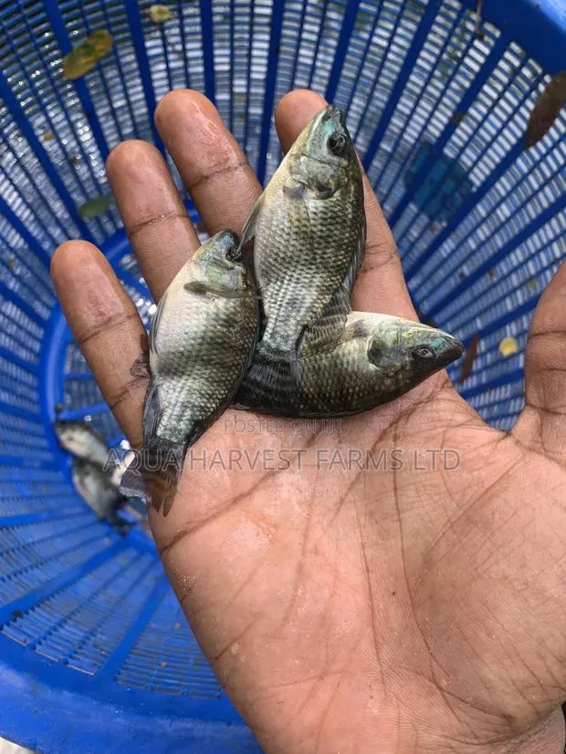 Tilapia Fingerlings / Fast Growing Tilapia · Photo 1