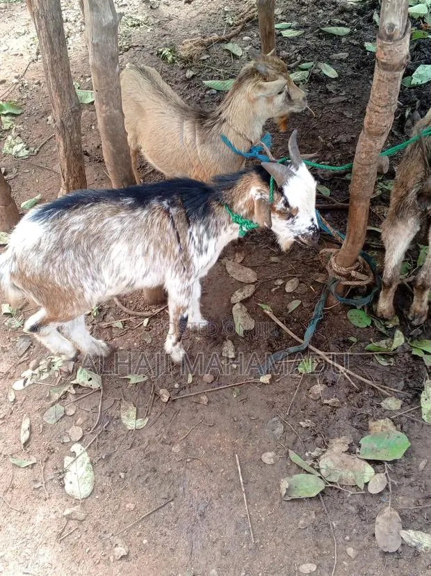 Nice Goat Seller · Photo 1
