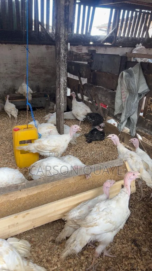 Turkeys for Sale · Photo 1
