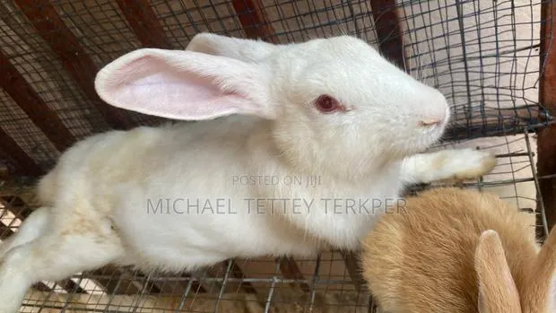 Healthy Rabbit · Photo 1