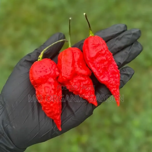 Apocalypse Pepper Seeds – Hot Variety Available for Planting