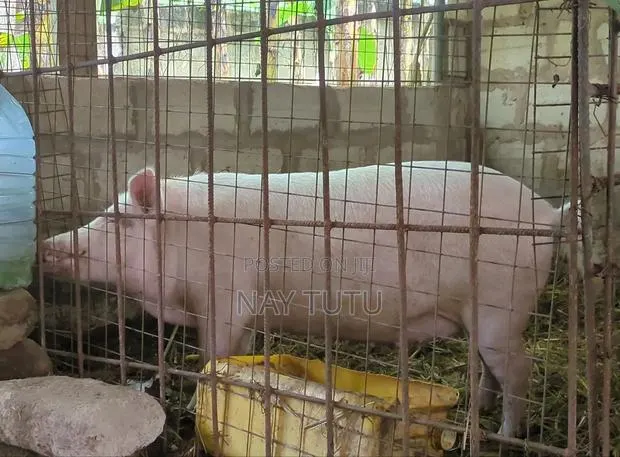 Neat Pregnant Pig · Photo 1