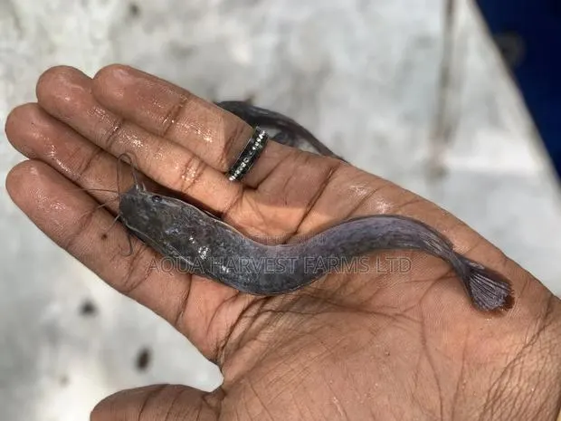 Fast Growing Catfish Fingerlings. · Photo 1
