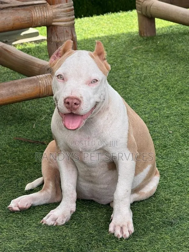 1-3 months Female Purebred American Bully · Photo 1