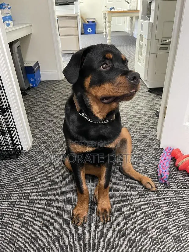 6-12 months Male Purebred Rottweiler · Photo 1