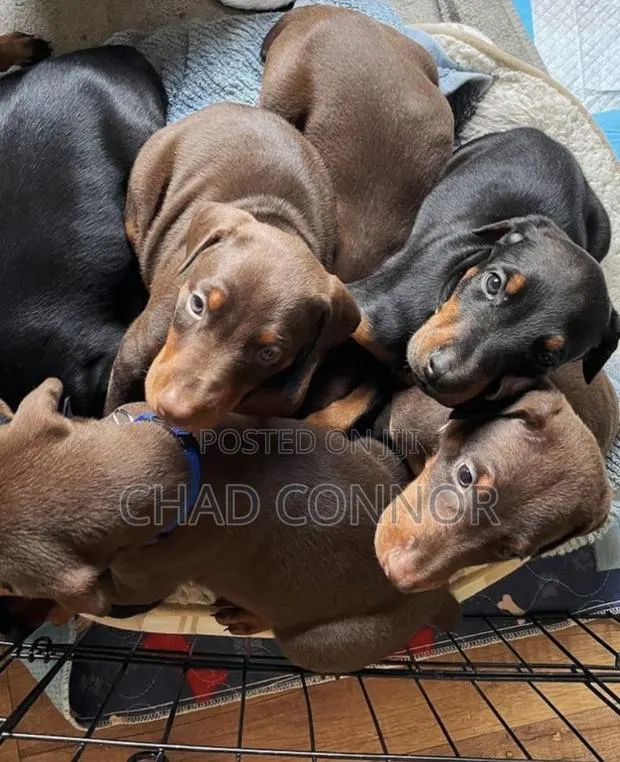 1-3 months Male Purebred Doberman Pinscher · Photo 1
