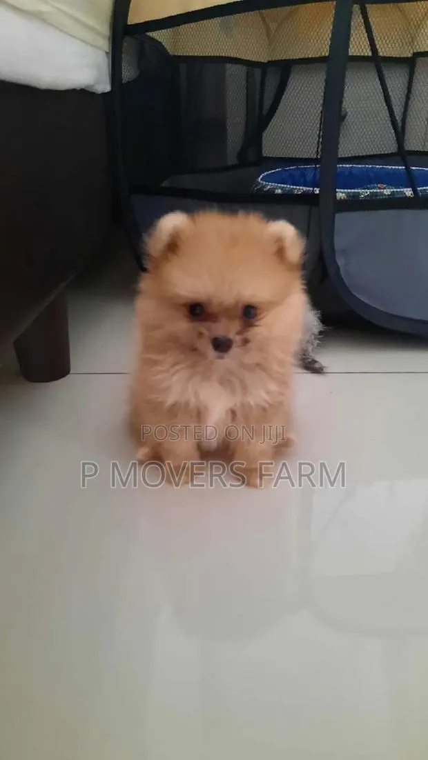 1-3 months Male Purebred Pomeranian · Photo 1