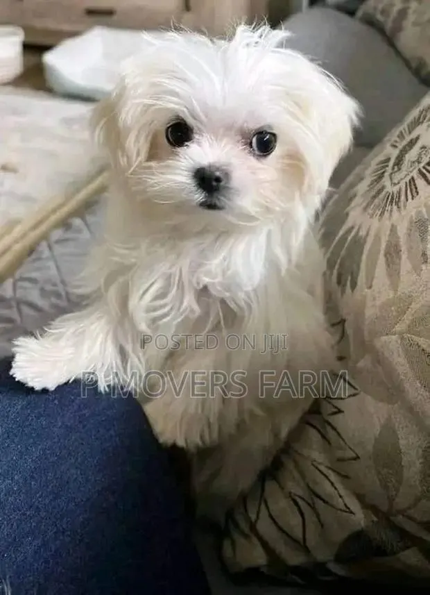 1-3 months Female Purebred Maltese · Photo 1
