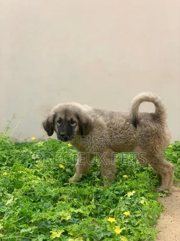 3-6 months Male Purebred Caucasian Shepherd · Photo 1