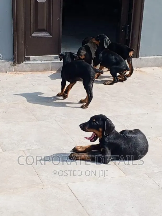 1-3 months Male Purebred Doberman Pinscher · Photo 1