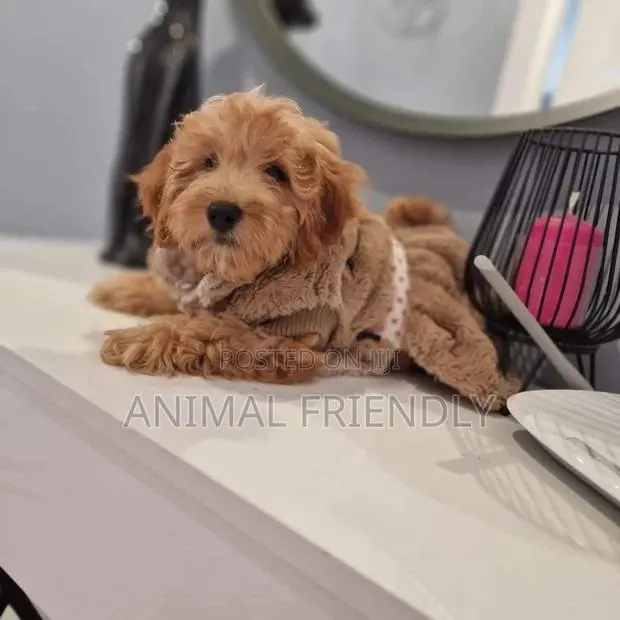 1-3 months Male Purebred Poodle · Photo 1