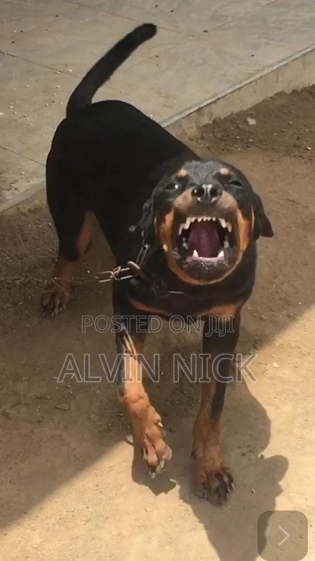 6-12 months Female Purebred Rottweiler · Photo 1