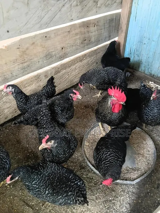 Matured Chicken for Sale · Photo 1