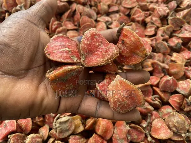 Thaumatococcus Daniellii Seeds for Planting, Already Sprouted,15/100gh · Photo 1