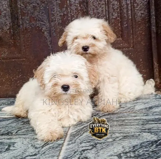 1-3 months Female Purebred Poodle · Photo 1