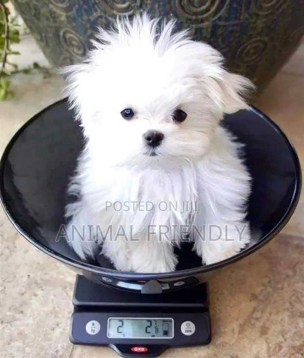 1-3 months Male Purebred Maltese · Photo 1