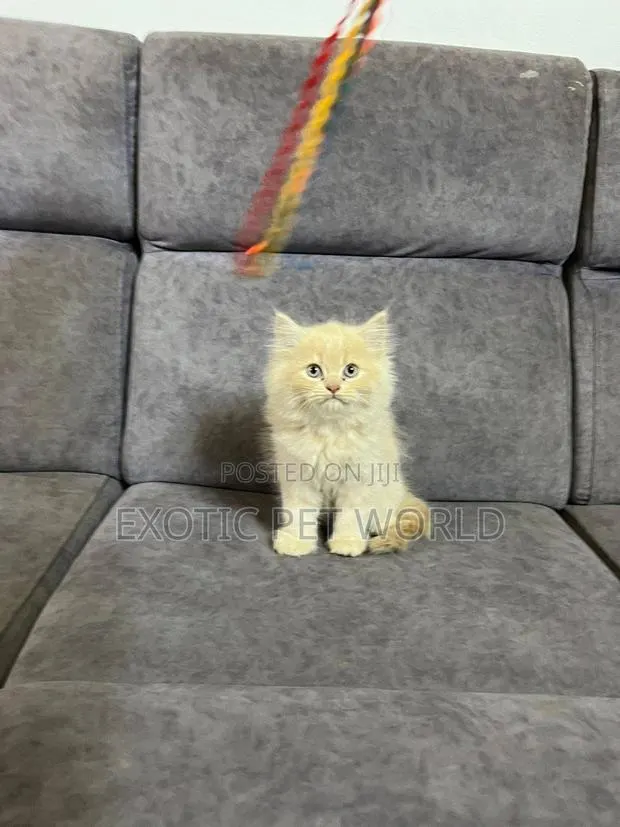 1-3 months Female Purebred Persian · Photo 1