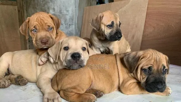 1-3 months Female Purebred Boerboel · Photo 1