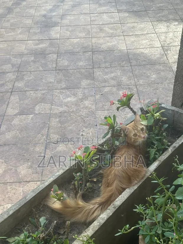 Cat Crossing /Breeding · Photo 4