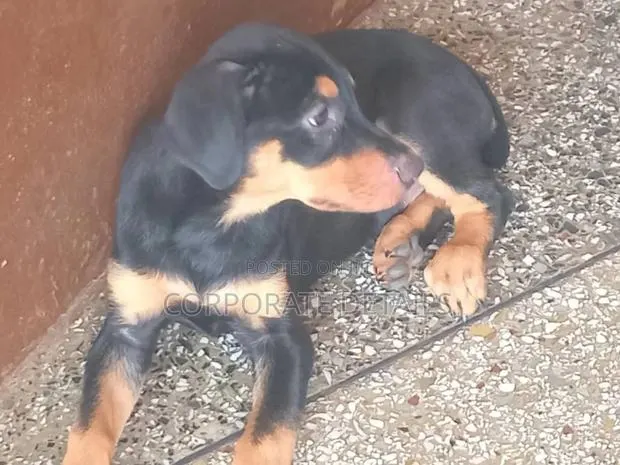 1-3 months Male Purebred Doberman Pinscher · Photo 1
