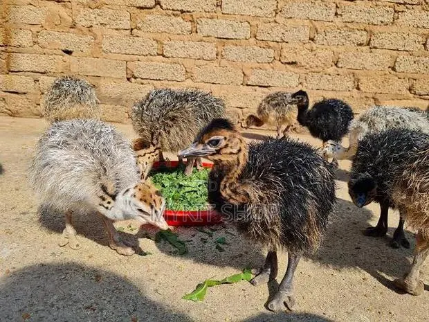 Ostrich Young Chick Doc Imported From Belgium · Photo 1