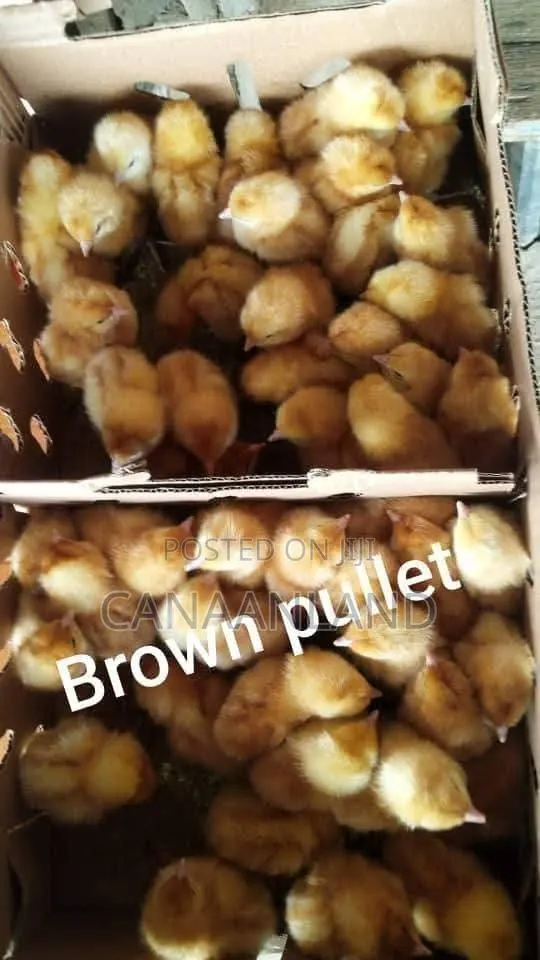Brown Pullet Day-Old Chicks Layer · Photo 1