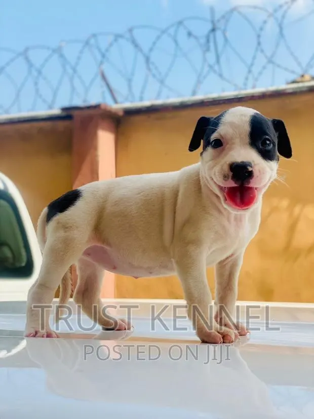 1-3 months Female Purebred American Pit Bull Terrier · Photo 1
