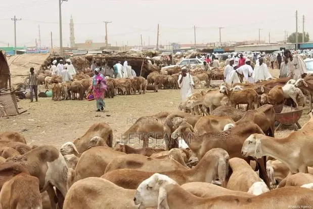 Sudanese Sheep · Photo 1
