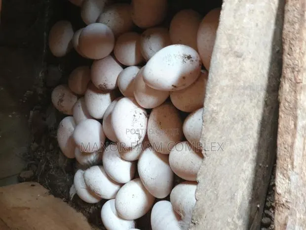 Turkey Organic Fertile Eggs · Photo 1