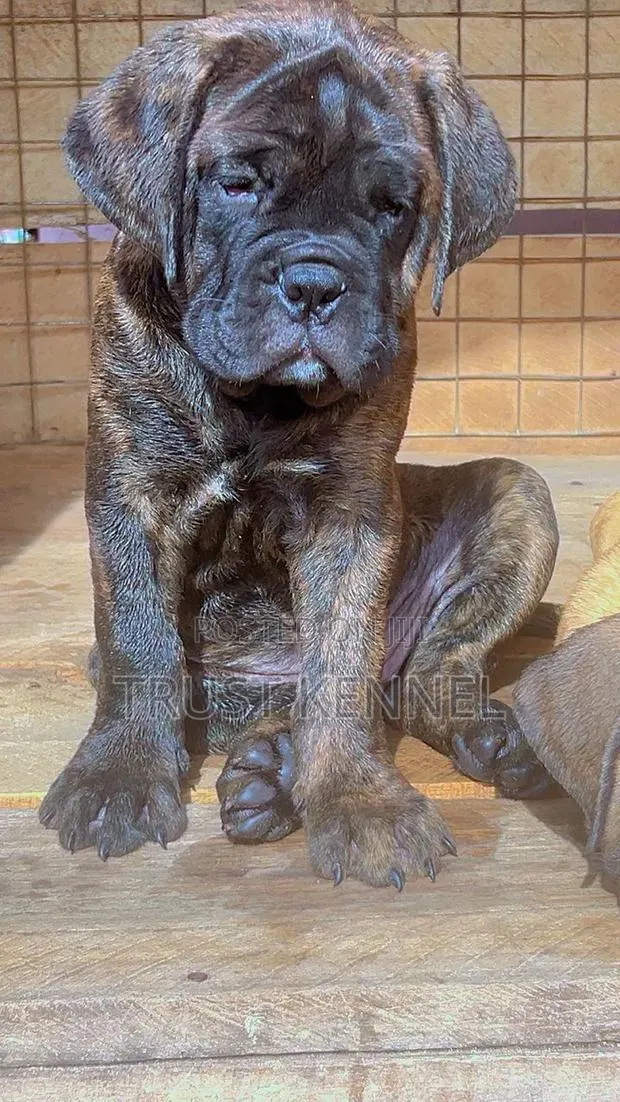 1-3 months Male Purebred Bullmastiff · Photo 1