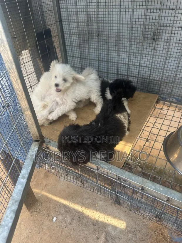 1-3 months Female Purebred Maltese · Photo 1