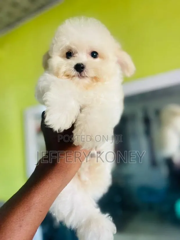 1-3 months Male Purebred Maltese · Photo 1