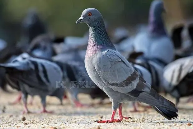 Rock Dove for Sales · Photo 1