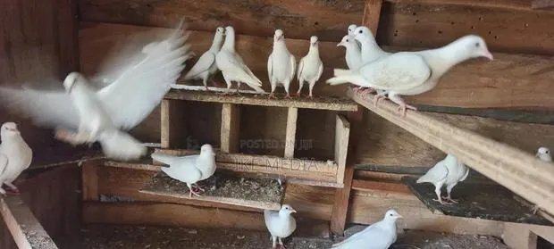 White Pigeons · Photo 1
