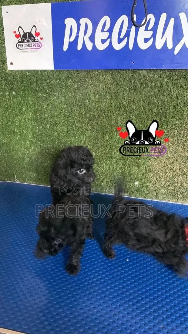 1-3 months Female Purebred Poodle · Photo 1