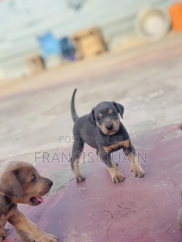 1-3 months Male Purebred Doberman Pinscher · Photo 1